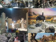 -国家自然博物馆