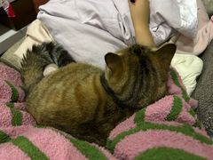 -爱妮康宠物医院·干细胞免疫细胞·肿瘤·心脏(张江店)