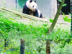 -都江堰中华大熊猫苑
