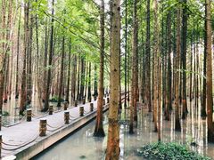 -桤木河湿地公园