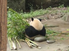 -都江堰中华大熊猫苑