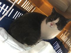 -伟伟宠物医院·CT影像中心·瑞派犬猫综合性门诊(汉口总院)
