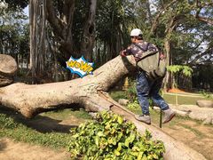 -瑞丽独树成林风景区