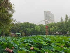 -陈家山荷花公园