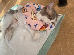 -瑞派宠物医院·犬猫全科·猫友好(宾水西道店)