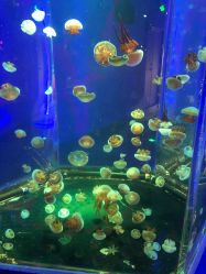 -未来动物城动物主题公园(大悦城店)