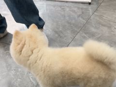 -美联众合爱康动物医院•复杂内科•肿瘤科•牙科•腔镜诊疗中心