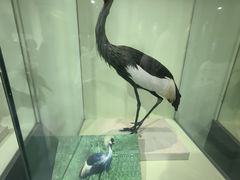 -盐城丹顶鹤湿地生态旅游区