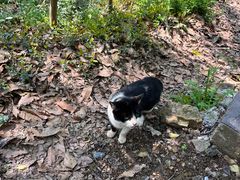 -上海佘山国家森林公园天马山园