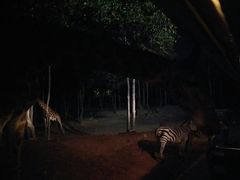 -清迈夜间动物园
