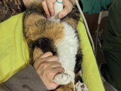 -瑞鹏宠物医院·宠保定点·心脏科·内科(御桥分院)