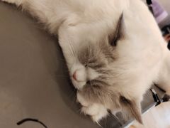 -猫咪派对(江南西店)