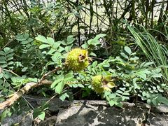 -高荡千年布依古寨旅游景区