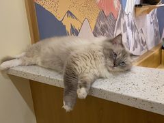 -滚猫咖啡·猫咖·猫友好撸猫(未来城店)