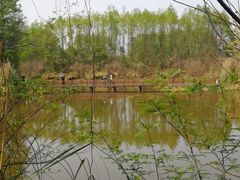 -桤木河湿地公园