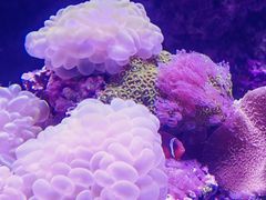 -太平洋海底世界