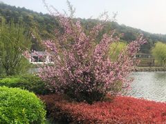 -龙寺生态园