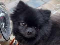 -瑞派名望24h动物医院异宠专科·猫专科·骨科·重症监护分院