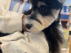 -翊宠yipet猫狗购宠庄园犬舍•猫舍