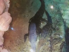 -迪拜水族馆及水下动物园