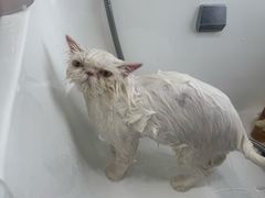 -爱洗澡的猫(望京店)