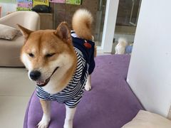 -怪兽屋·羊驼·猫咖·狗咖(俊华广场店)