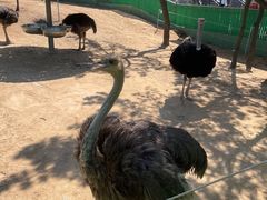 -西霞口神雕山野生动物世界