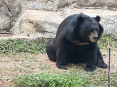 -清迈夜间动物园