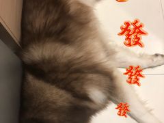 -宠宠熊宠物美容(星湖街店)