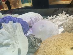 -贝林大翅鲸简餐厅(国家海洋博物馆店)