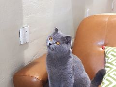 -藏猫猫咖啡主题馆(中央大道店)