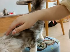 -喵宠乐园·撸猫互动·猫舍