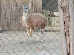-合肥野生动物园