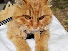 -北京观赏动物医院·24小时大型综合·猫专科·异宠专科