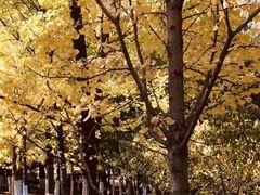 -长白岛森林公园