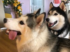 -Husky Go! 哈士奇体验馆·宠物咖啡厅狗咖