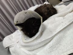 -宠物星动物医院·眼科·异宠·猫科(江南大道总院)