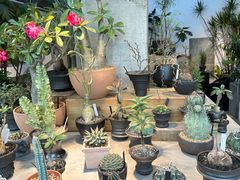 -自由生长植物工作室(深港花卉中心店)