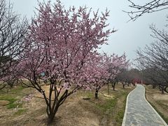 -香雪海