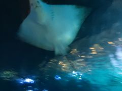 -海棠湾洲际-涛·海底餐厅·美人鱼·自助餐·海底隧道