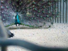 -石家庄市动物园