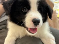 -翊宠yipet猫狗购宠庄园犬舍•猫舍