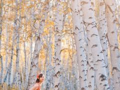 -乌兰布统景区-白桦林