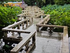 -桂湖森林公园