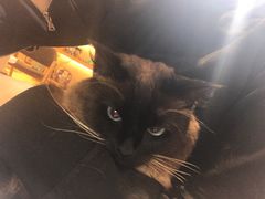 -Pets First伊珊娜洗护·精致美容·家庭式寄养(新会路店)