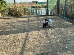 -盐城丹顶鹤湿地生态旅游区