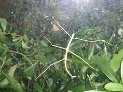 -上海昆虫博物馆