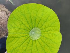-滆湖低碳生态公园