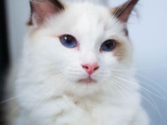 -喵的天空名猫咖啡馆·撸猫·猫舍·用品