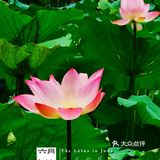 洪湖公园拍荷花之「夏雨荷」没有雨💦💦💦